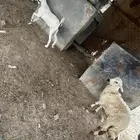 رخله و خبشه للبيع