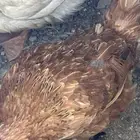 دجاجتين فرنسيه للبيع