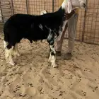 فحل نجدي مشروط