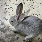 أرنب للبيع