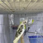 ذكر كروان بايد
