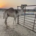 بكرة حقة بنت الفايز