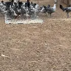 دجاج فيومي