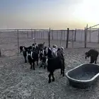 تيوس وجفار للبيع