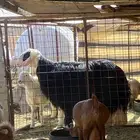 طلي نجدي جرم فاخر(( تم البيع))