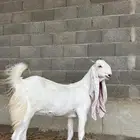 عنز صنف مطوره خصم جذعه دافع بيضاء