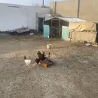 عرض ديوك فرنسيه