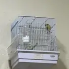 للبيع ذكر ياسمين