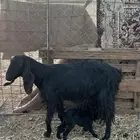 عنز تحتها تيس وجفرا