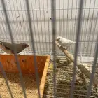 عصافير زيبرا. جوز وحبة بلدي