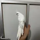 كروان البينو اليف