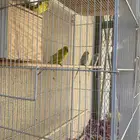 طيور حب محليه مشروطه 100