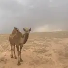 بكره صفرا للبيع على السوم