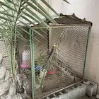 قفص دجاج او حضيرة دجاج