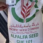بذار برسيم القريات