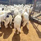 سوكني مرابي للبيع