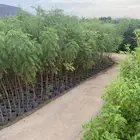 شتلات بالجمله لأصحاب المشاريع و المشاتل
