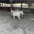 رخال جذعات كفو