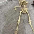 هيكل عظمي كامل طول 150 بقاعده مع سهولة الفك عظام متحركه