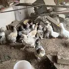 بط وبراهما البط فيه اللي يبيض واللي حول البيض والبراهما كم