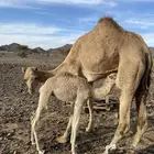 بكره خفوت ميت ولده