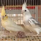 جوز كروان