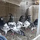 حمام باكستاني