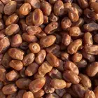 تمر خلاص الاحساء
