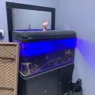 حوض اسماك. سمك
