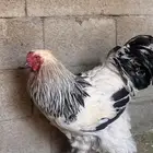 ديك براهما كولمبي ديم براهما كولمبي دم صافي الديك ماشاءالله