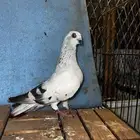 للبيع حمام سوري