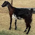 ماعز