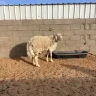 خروف صنف الصنف