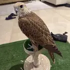 حر مثلوث