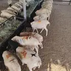 برابر وتيوس صومالي جدعان