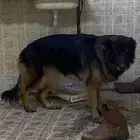 كلب انثى جيرمن