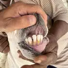 طلي صنف ولد سبع السلالات ولدالفايت ولد محدود