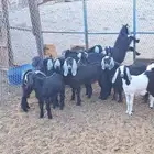 تيوس للبيع