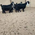 عرض بيع معزاء عوارض مواليد فواخر