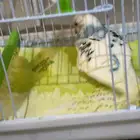 طيور بادجي غر