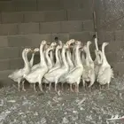 وز بلغاري