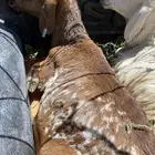 خرفان ضحايا 8 شهور مرابي 4 شهور جذعان عدد 8