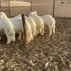 خرفان فواخر