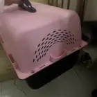 شبك قطط