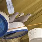 حمام قماري