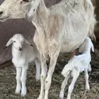 نعجة تحتها 2 ذكور