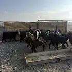 غنم معزا العدد 10