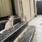 بساس للتبني العاجل الان