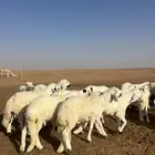 لبيع سواكن مغلقات