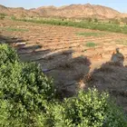 حناء عضوي 100